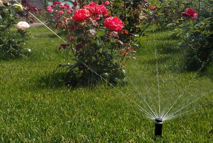 Чем отличаются системы полива для деревьев и кустарников от систем автополива газона